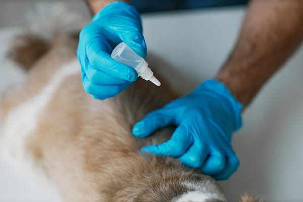 Higiene, Desinfección y Peluquería