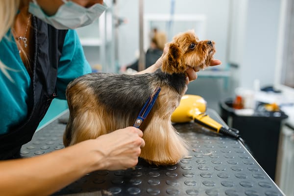 Higiene, Desinfección y Peluquería