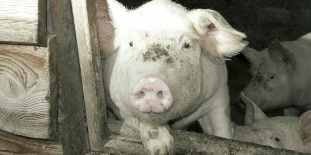 porcino_sanidad_animal