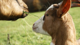 rumiantes sobre nutrición animal