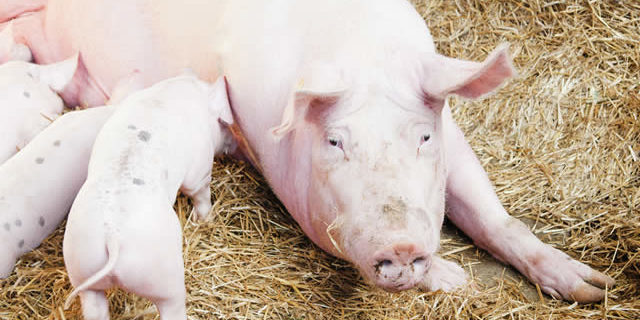 Manejo Ganadería Ecológica Manejo Ganadería Ecológica