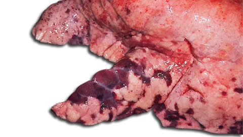 Síntomas PRRS - Síndrome respiratorio y reproductivo porcino