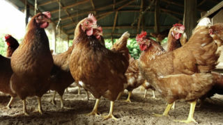 productos veterinarios para avicultura