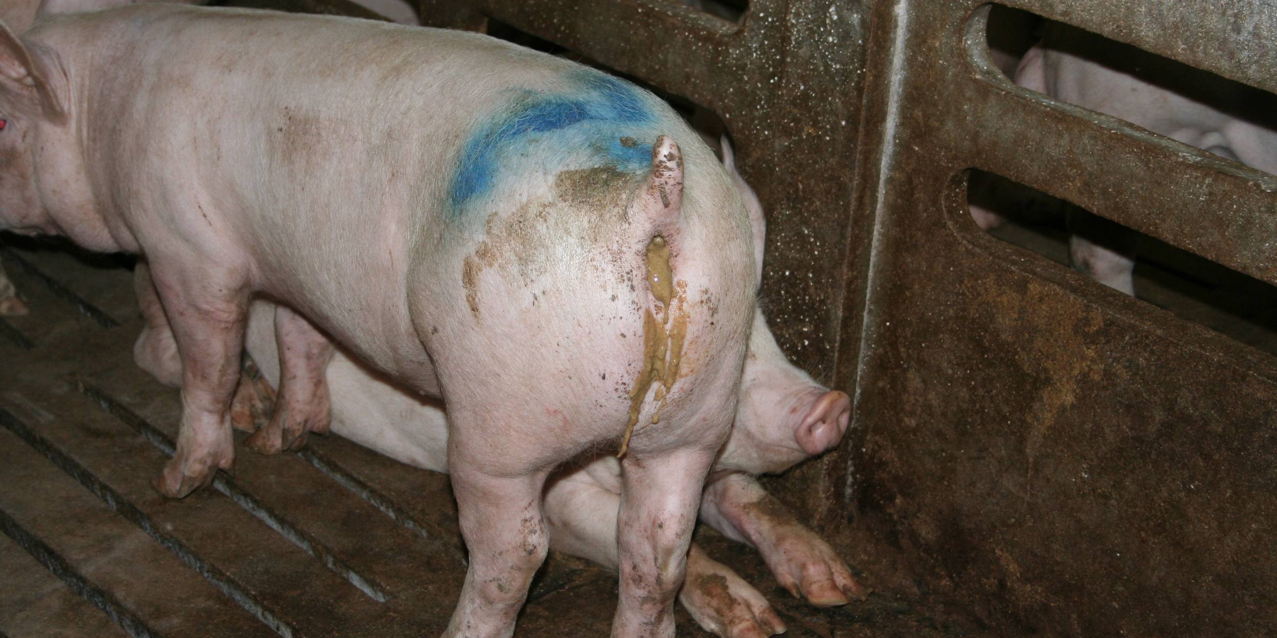 diarreas-de-transicion_IMG_2045 diarreas-de-transicion