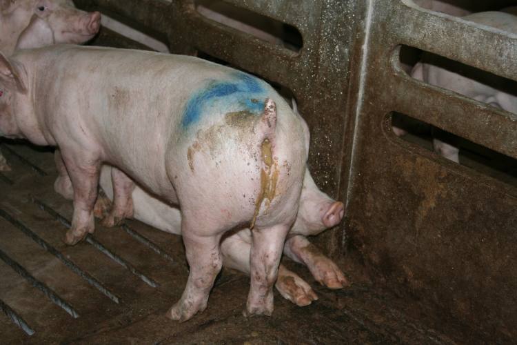 diarreas-de-transicion