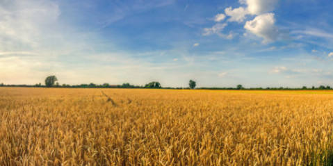 produccion-industrial-de-piensos-compuestos