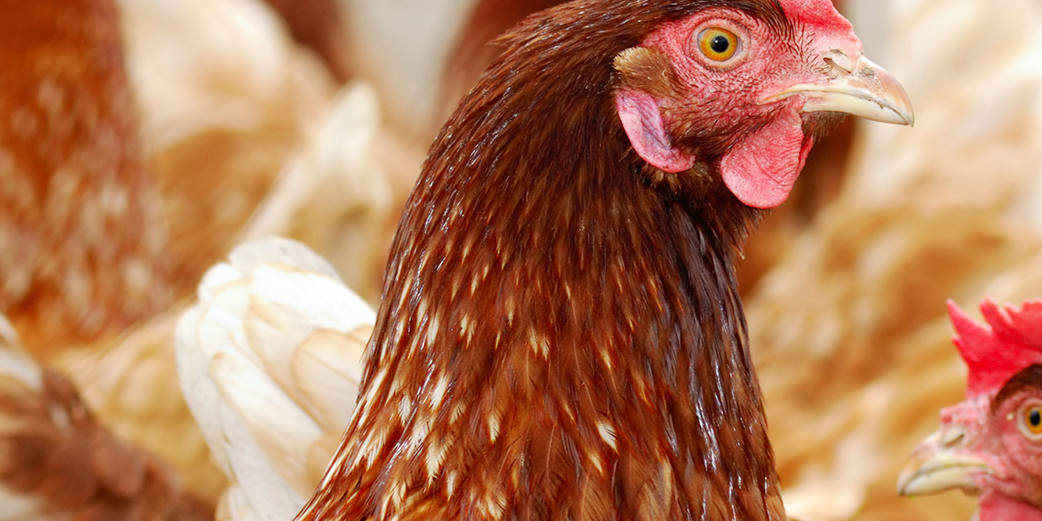 sindrome-del-higado-graso