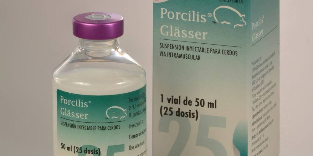 porcilis-glasser