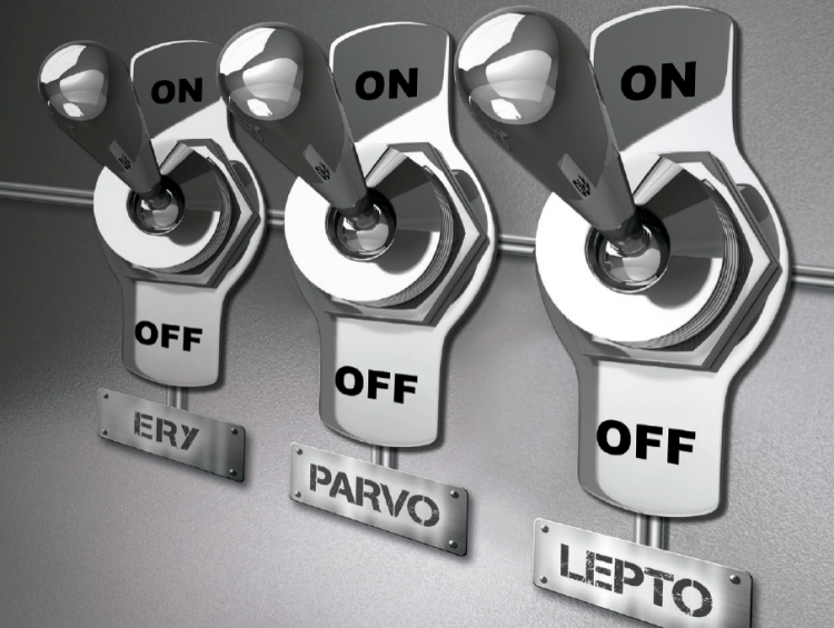 Porcilis Ery+Parvo+Lepto Porcilis Ery+Parvo+Lepto