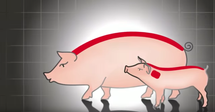 sistema-de-vacunacion-idal sistema-de-vacunacion-idal