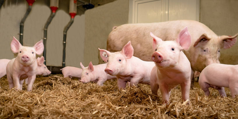 Leptospira Leptospira