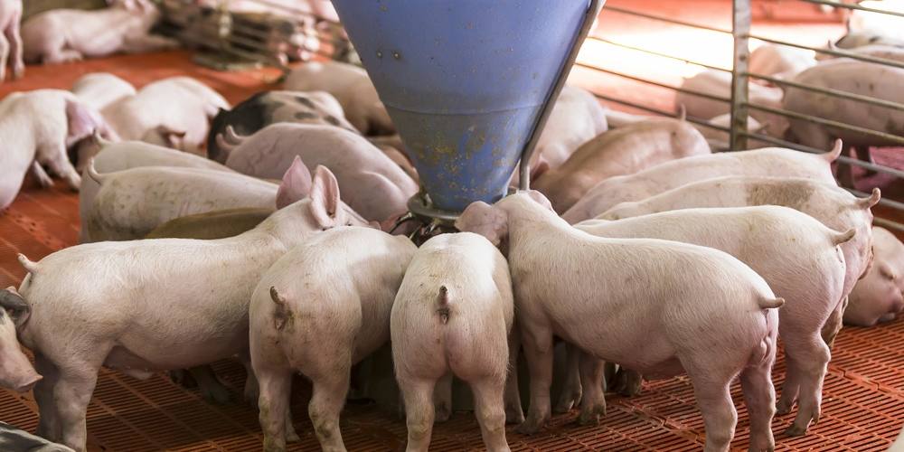 reglamento-europeo-de-piensos