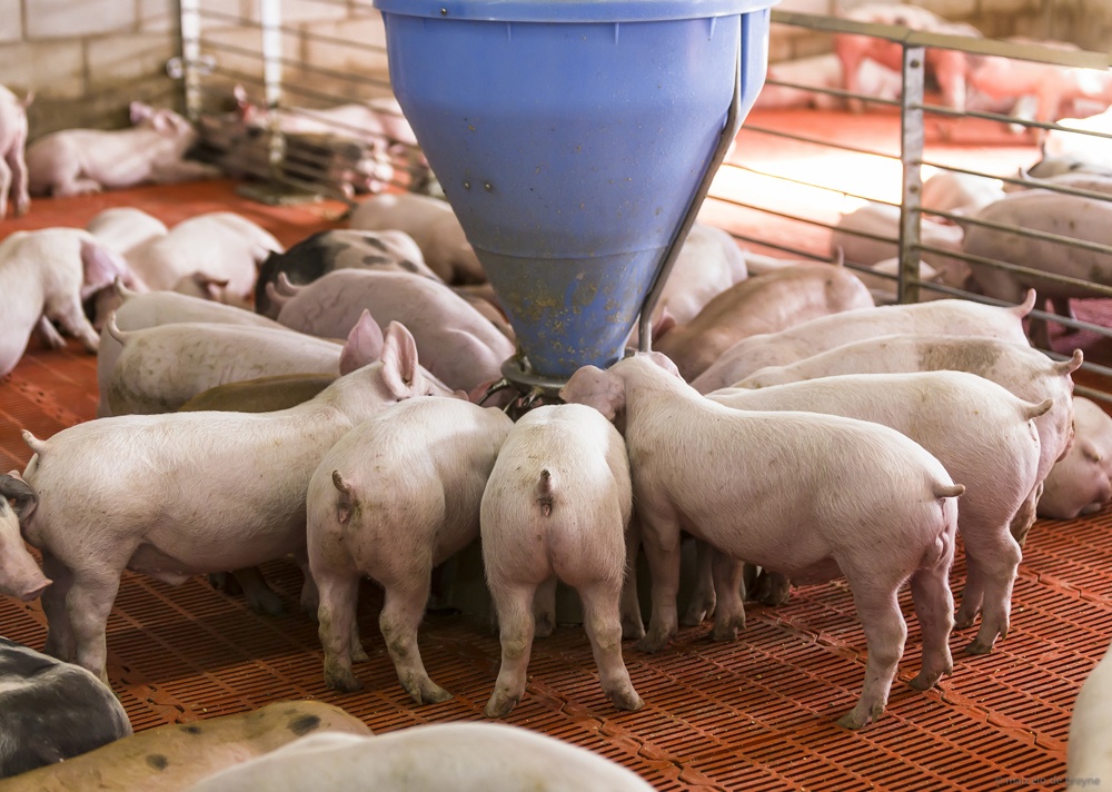 Breeding farm 0.7. Breeding farm на русском.