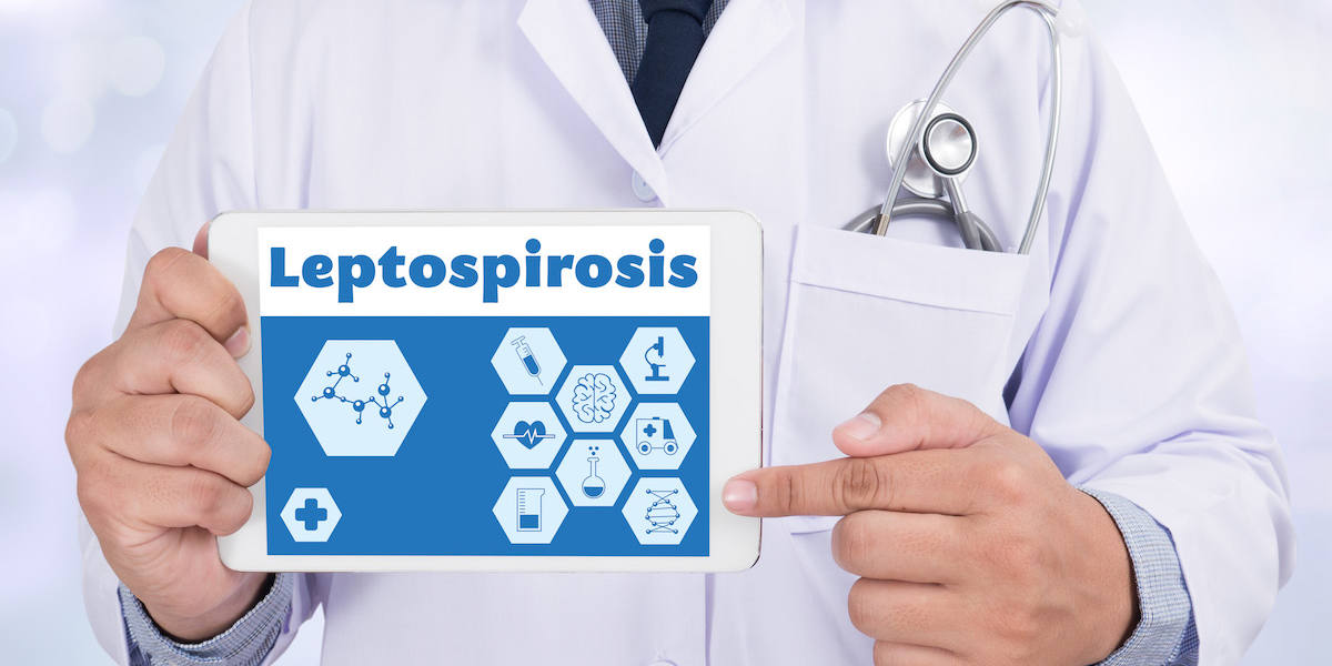 Leptospirosis Leptospirosis