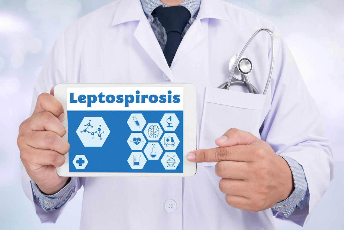 Leptospirosis