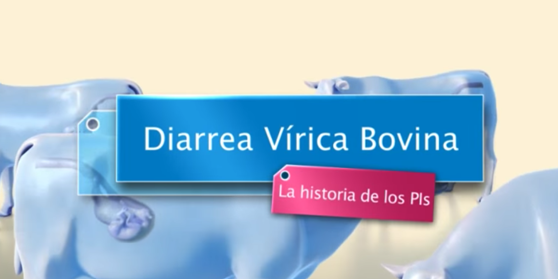 diarrea-virica-bovina