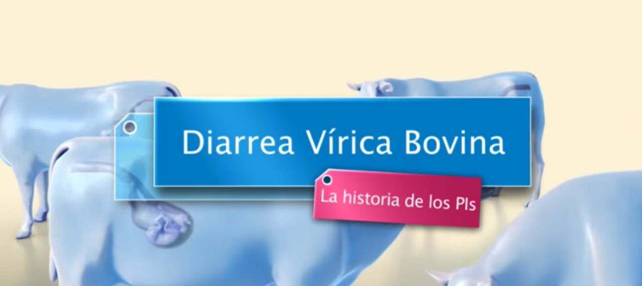 diarrea-virica-bovina