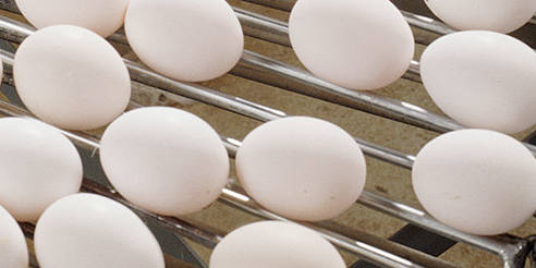 acaro-rojo-PARA-AVES