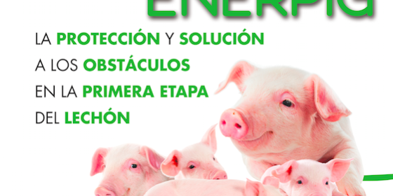 enerpig enerpig