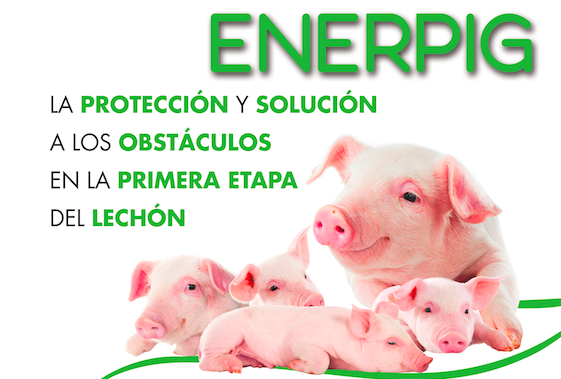 enerpig enerpig