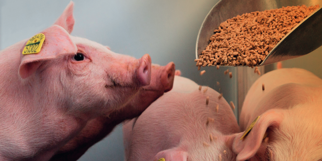 estres-termico-en-porcino