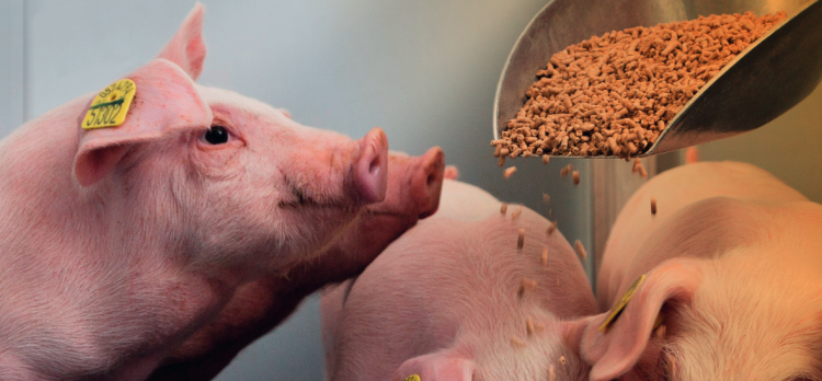 estres-termico-en-porcino estres-termico-en-porcino