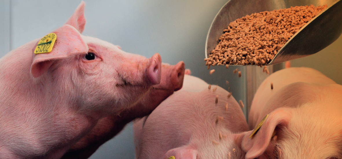 estres-termico-en-porcino